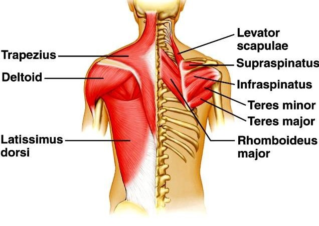 Y-raise muscles used